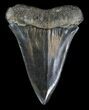 Large Fossil Mako Shark Tooth - Georgia #31623-1